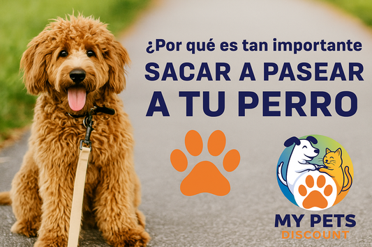 🐾 ¿Por qué es tan importante sacar a pasear a tu perro?