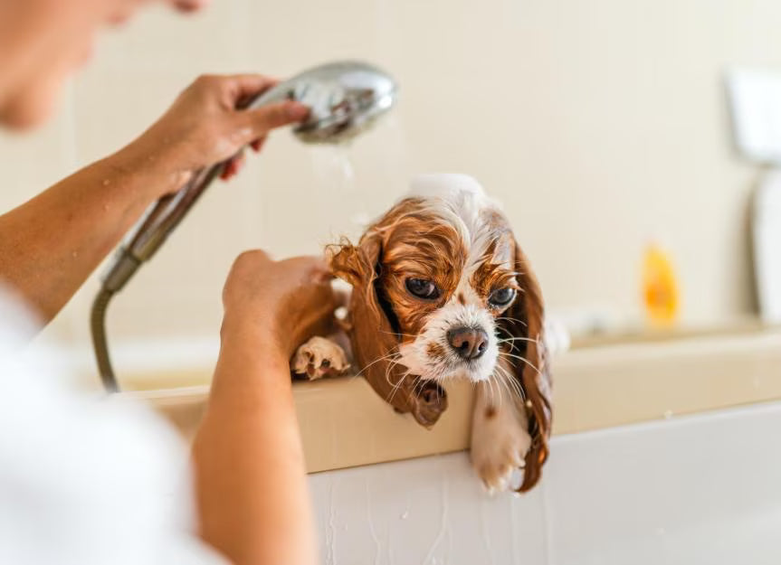 Baño de Mascotas