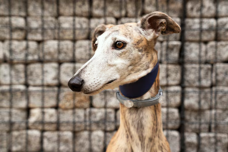 Galgos