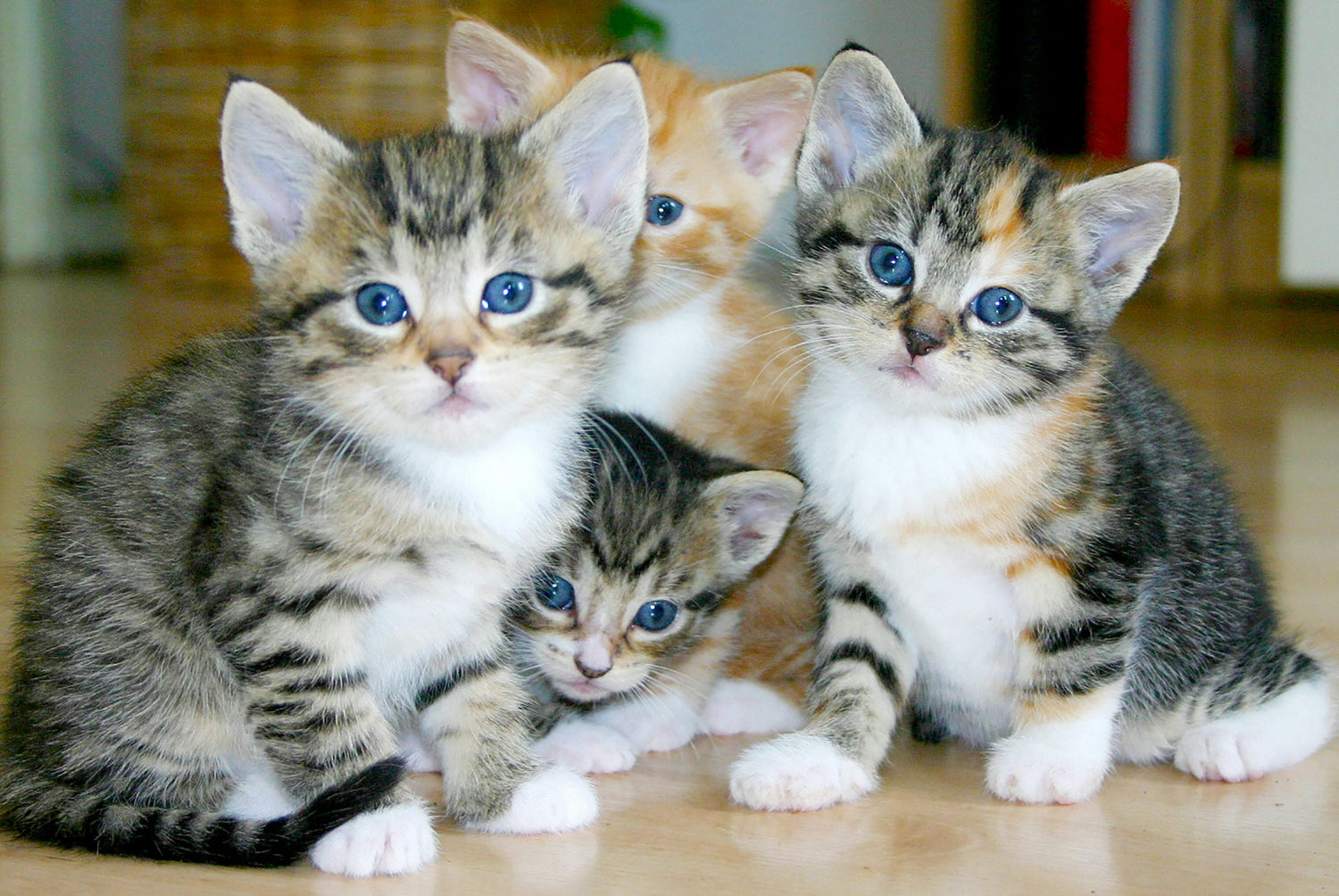 Gatos