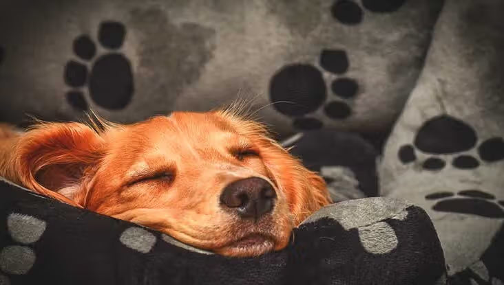 Descanso Mascotas
