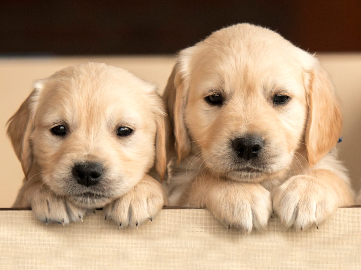 Perros