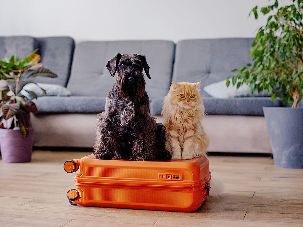 Viajar con Mascotas